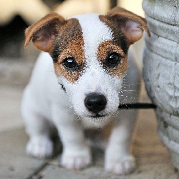 Джек Рассел терьер Майо