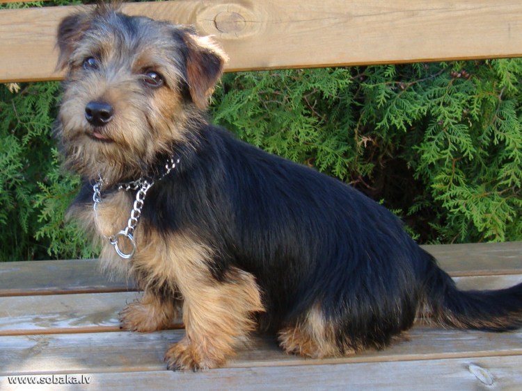 Тайский риджбек собака