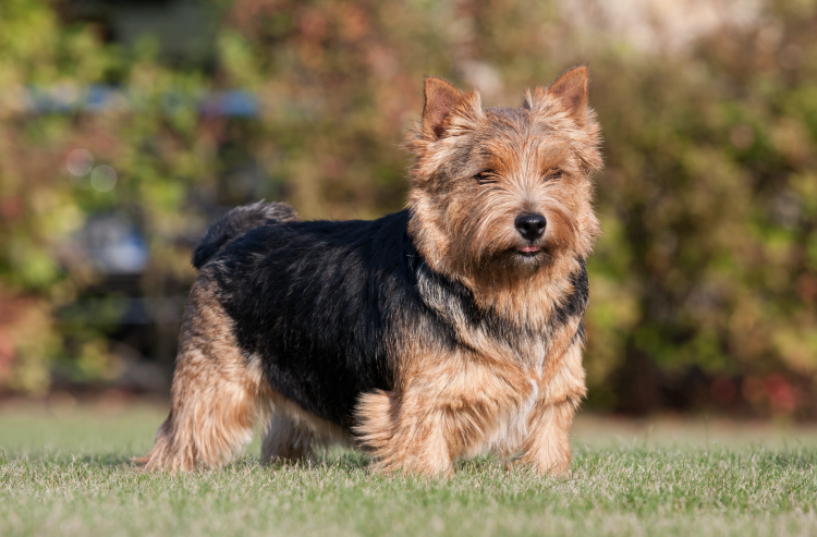 Родезийский риджбек Лев