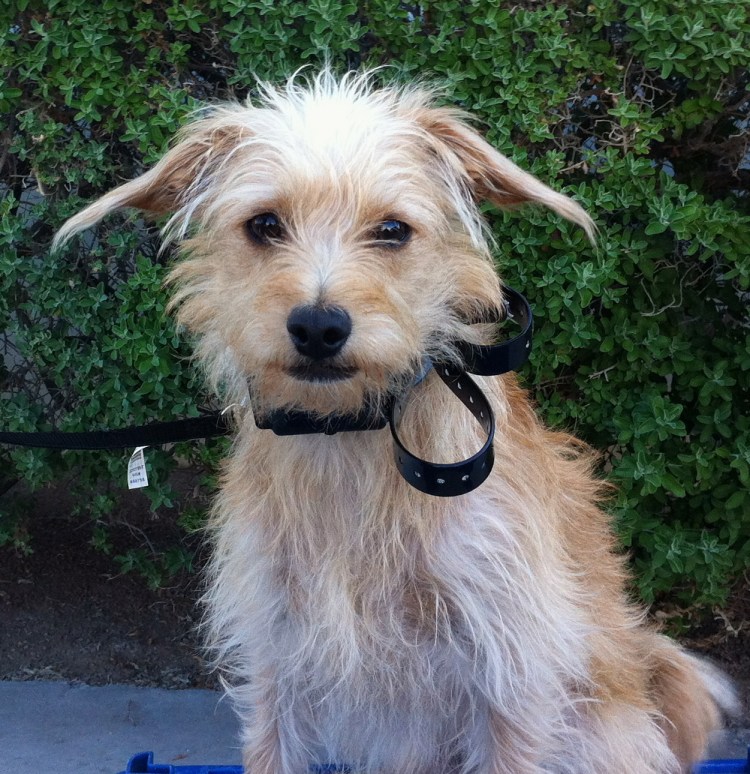 Родезийский риджбек