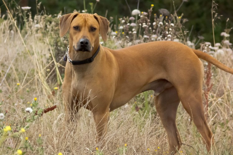 Парсон Рассел терьер черный