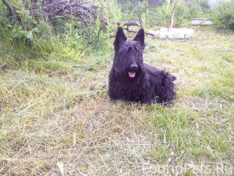 Собака Джек Рассел терьер