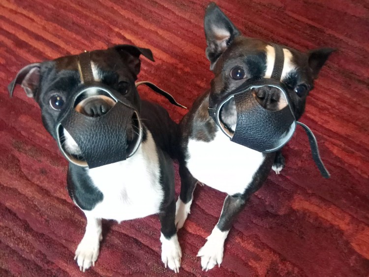 Намордник на карликового французского бульдога