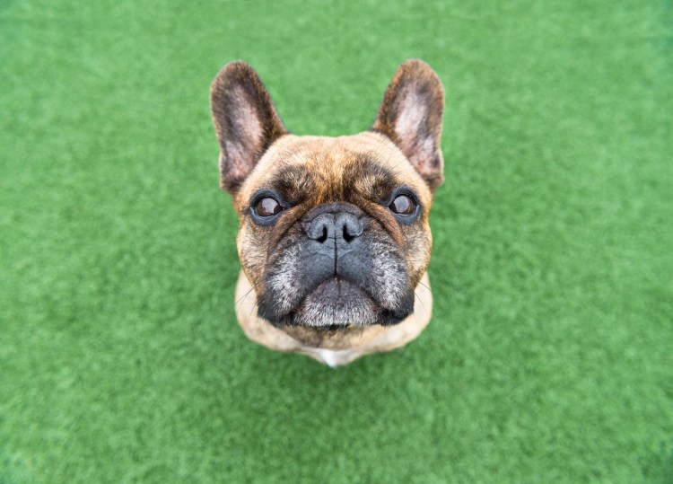 Намордник нейлон s sh372