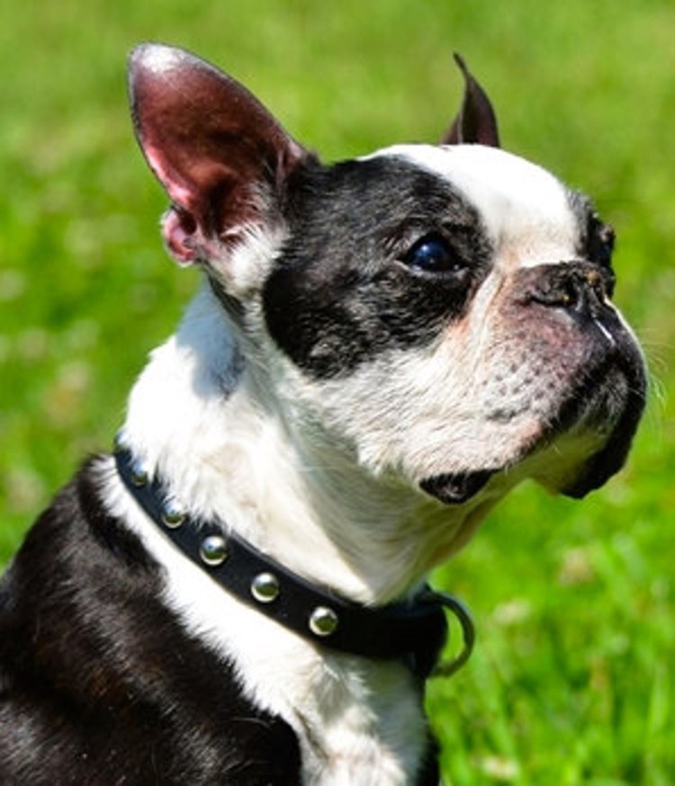 Французский бульдог и Мопс разница