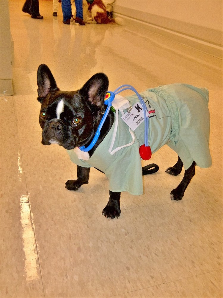 Намордник для плоскомордых собак