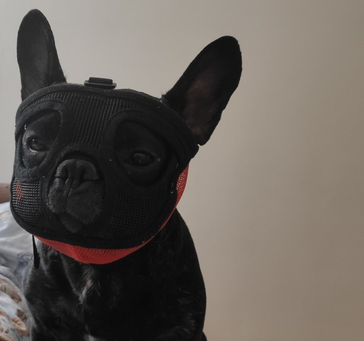 Намордник для французского бульдога