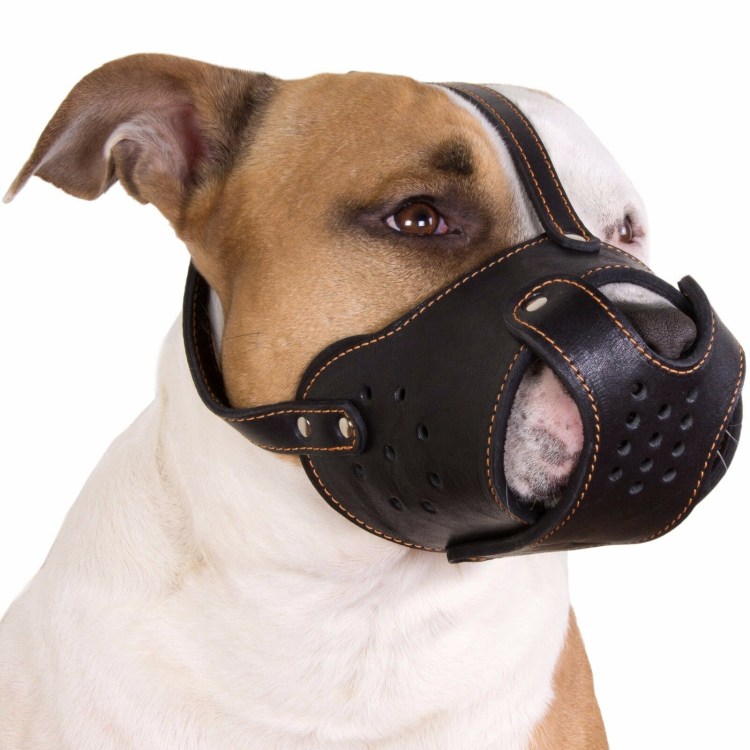 Шлейка для французского бульдога Frenchie