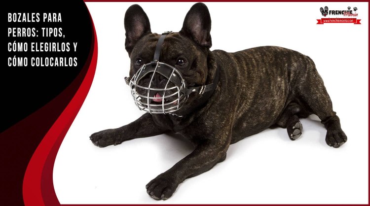 Мопс в защитном воротнике