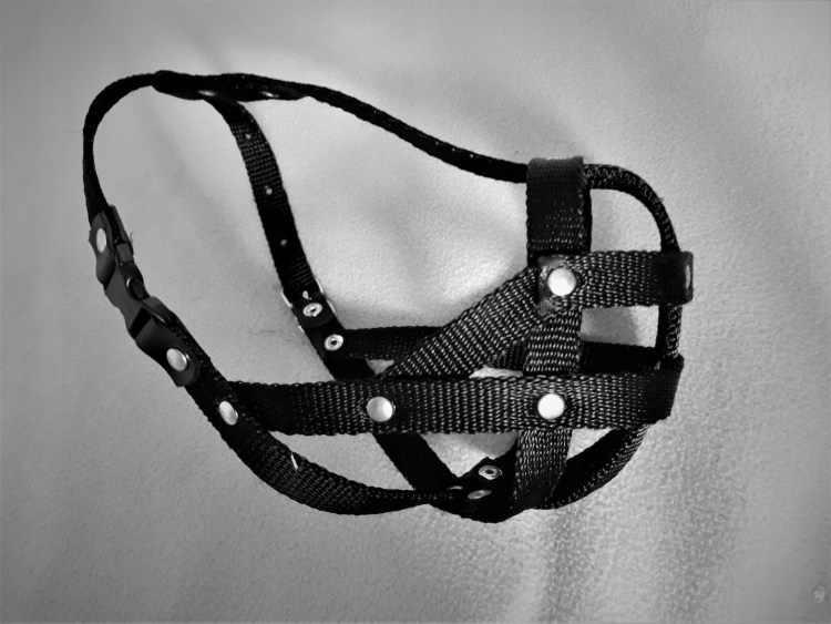 Питбуль в наморднике