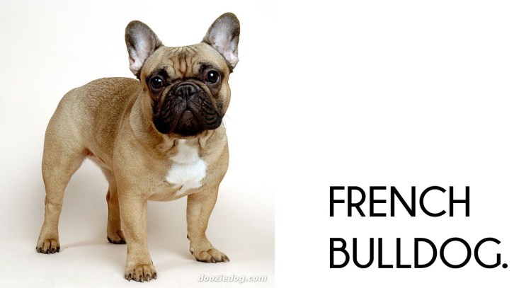 Шлейка Fusion французский бульдог