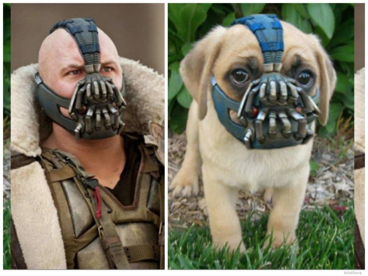 Намордник 511 200 французский бульдог