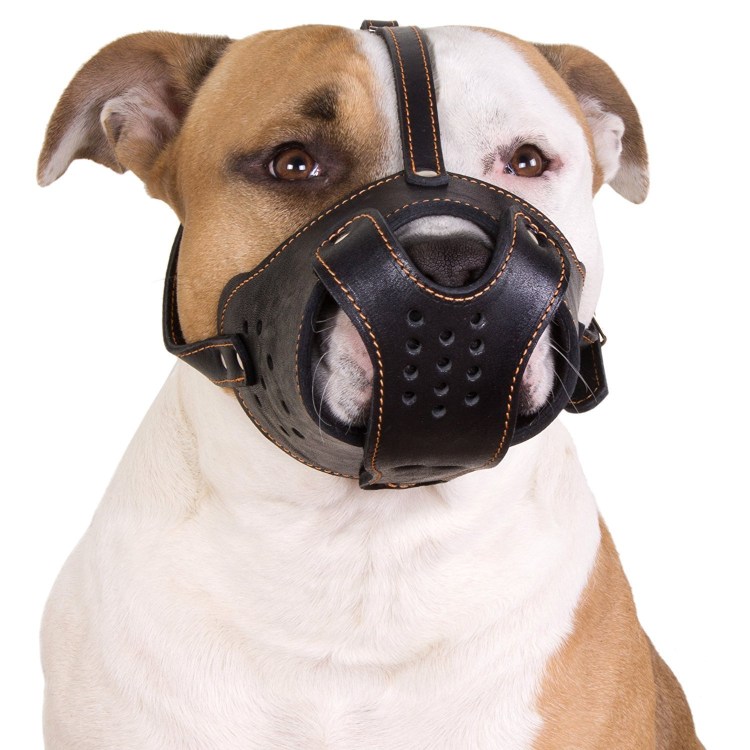 Шлейка Fusion французский бульдог