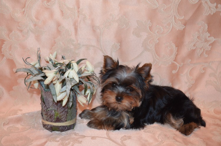 Чистопородный Йоркширский терьер