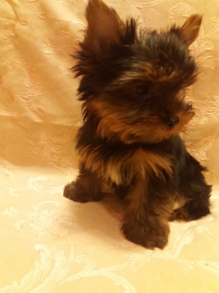 Шоколадный Йоркширский терьер