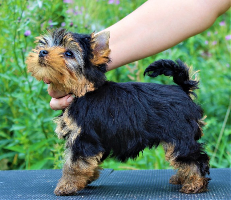 Йоркширский терьер мини малыши