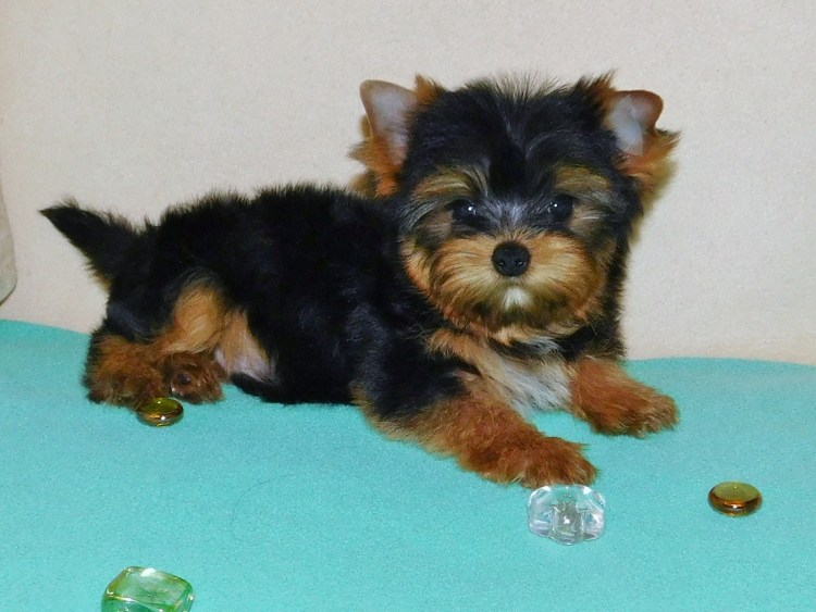 Цвет Йорка сталь подпалый