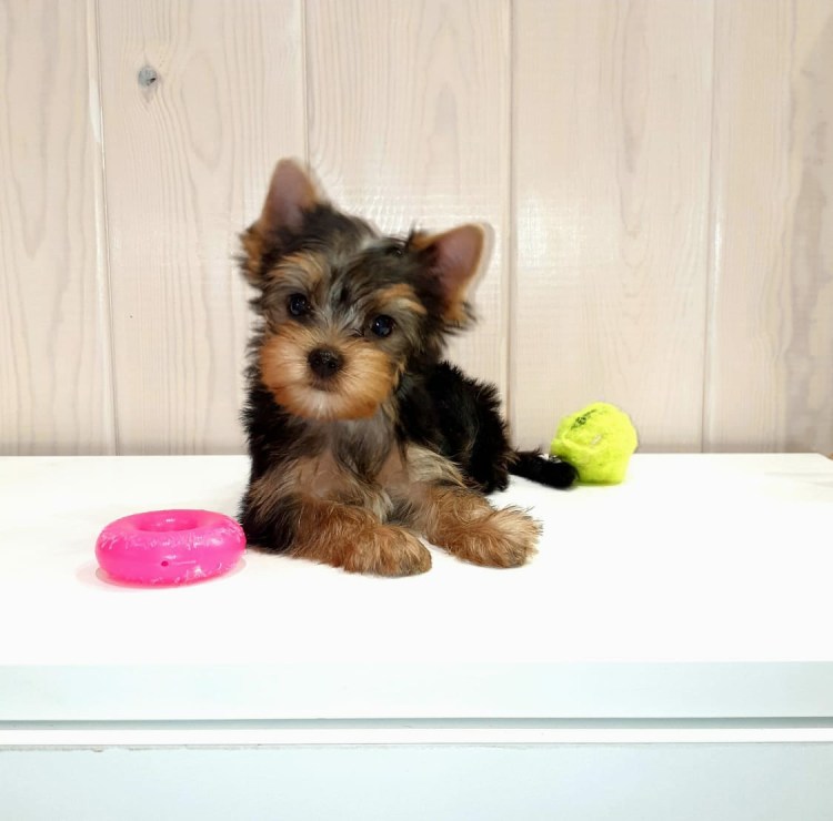 Бивер-Йоркширский терьер