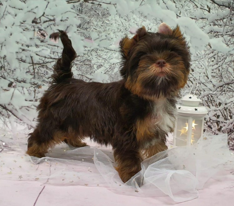 Йоркширский терьер фото