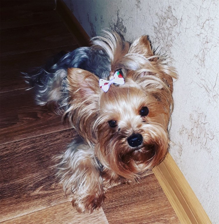 Йоркширский терьер шоколадный с подпалом