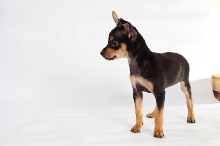 Мини Йорк подстриженный сзади