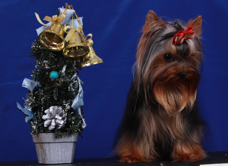 Йоркширский терьер черный с подпалом