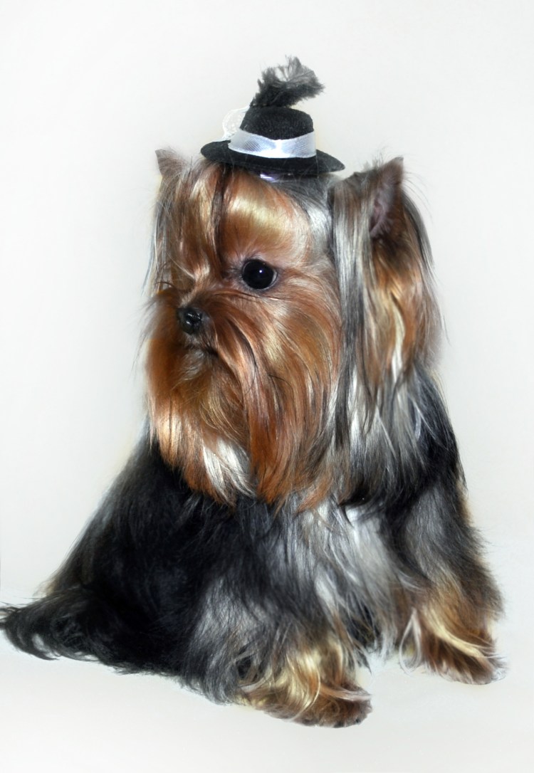 Йоркширский терьер нано