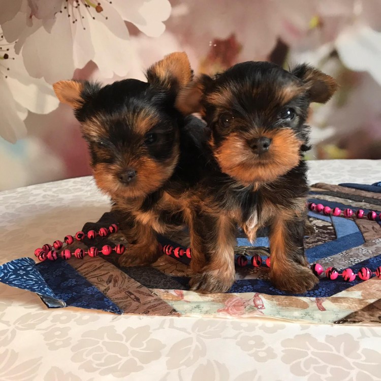 Йоркширский терьер черный с подпалом