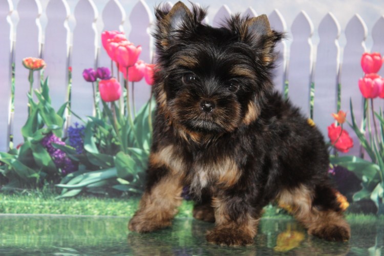 Супер мини Йоркширский терьер