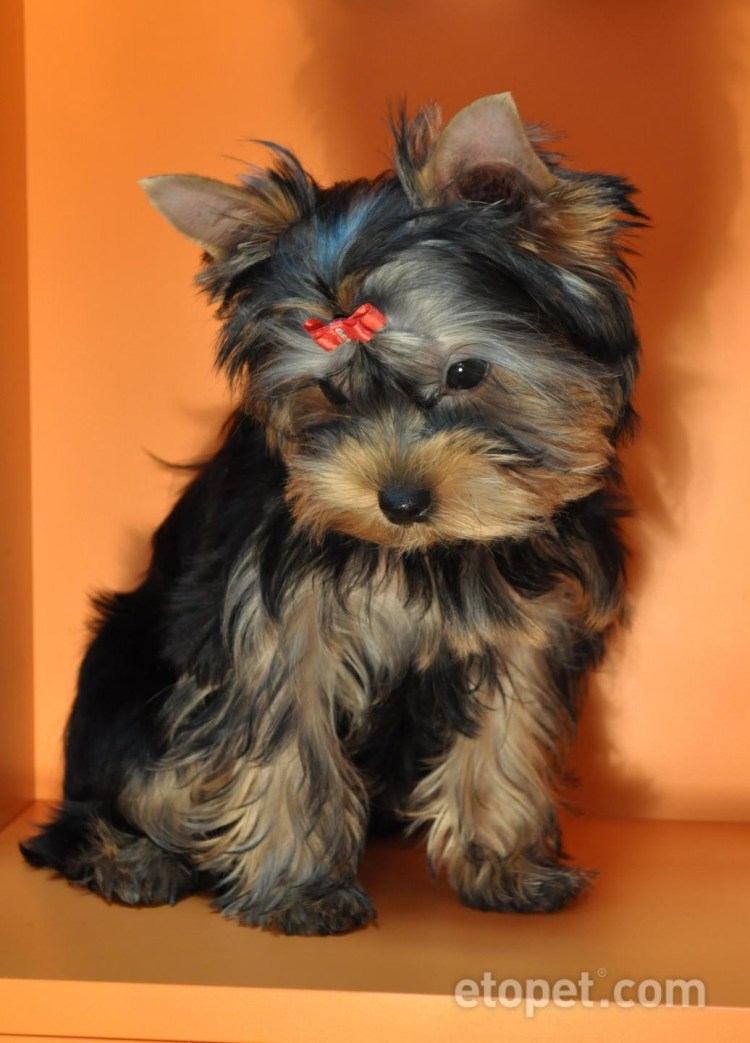 Йоркширский терьер стандарт