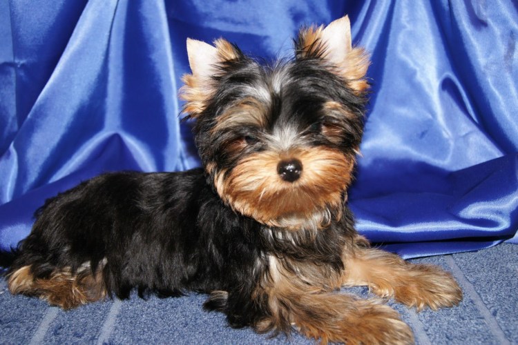 Йорк серебристый с подпалом