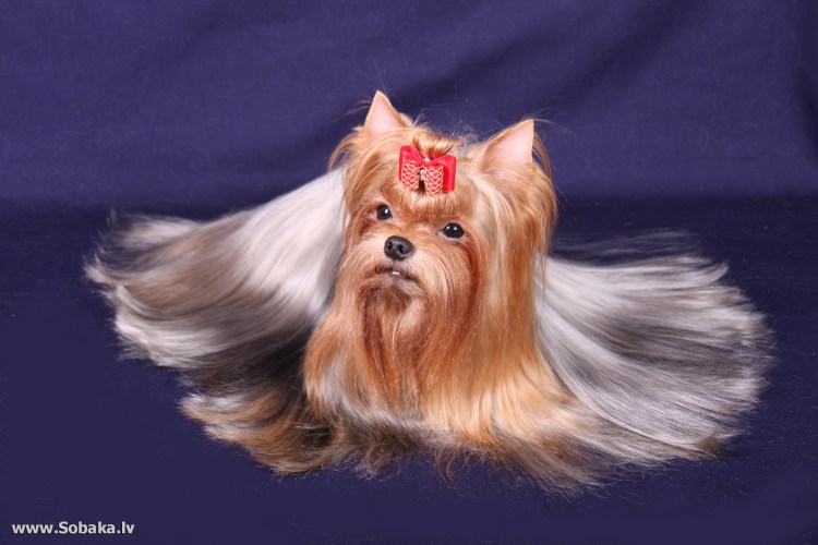 Йоркширский терьер Микки