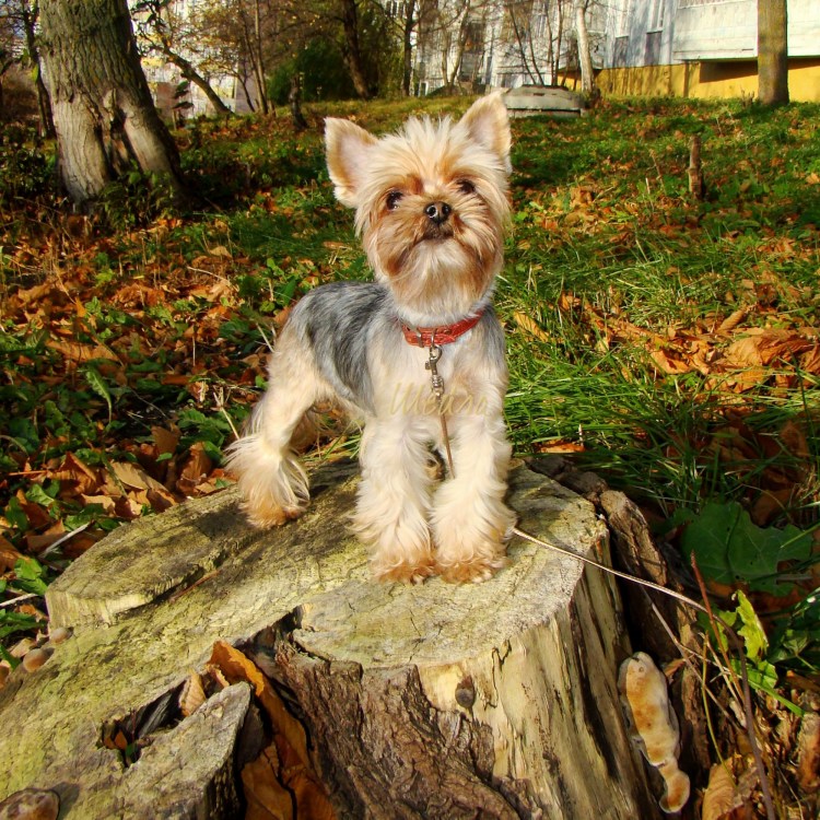 Щенки йоркширского терьера Зеленоград