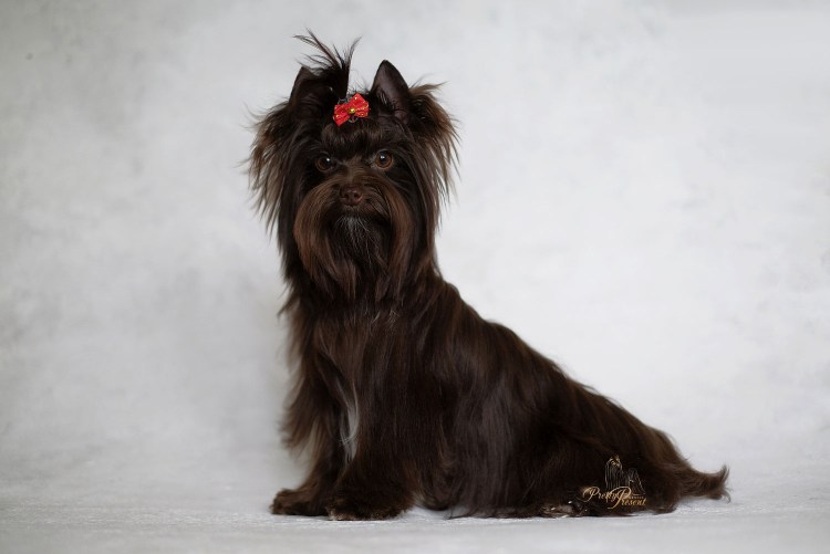 Йоркширский терьер