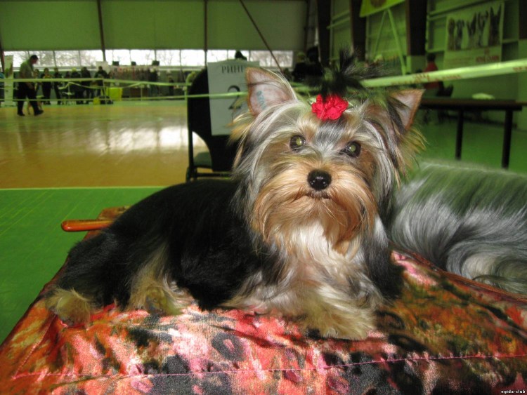 Йоркширский терьер стандарт