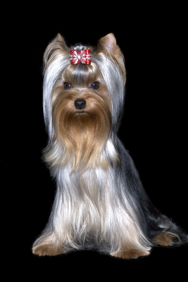 Йоркшир терьер Крысолов