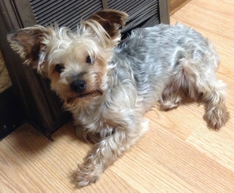 Стальное золото окрас Йорка