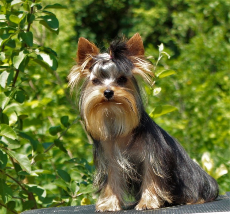 Пепельный Йоркширский терьер