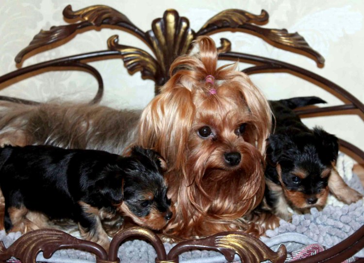 Йоркширский терьер стандарт