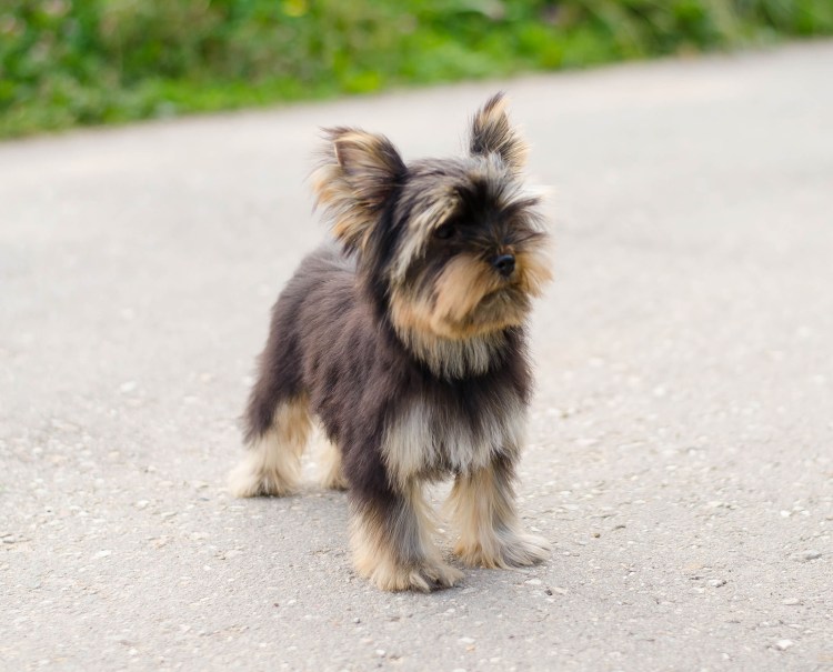 Йоркширский терьер подпалый