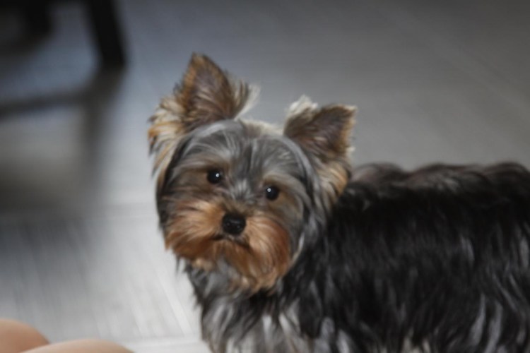 Йоркширский терьер серебро с подпалом