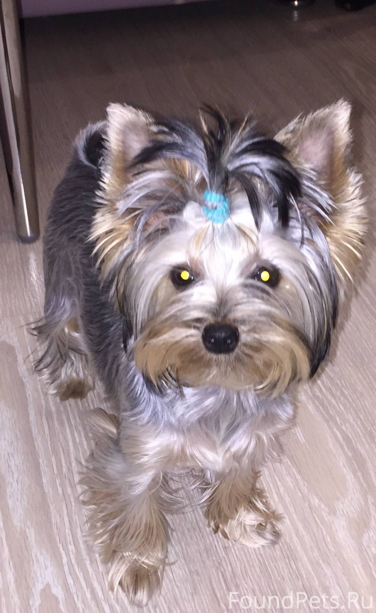 Йоркширский терьер шоколадный с подпалом