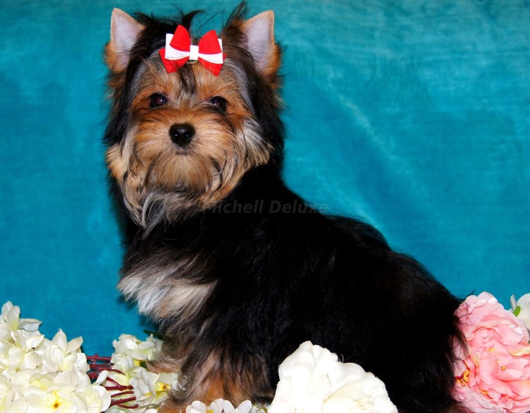 Йоркширский терьер черный с подпалом