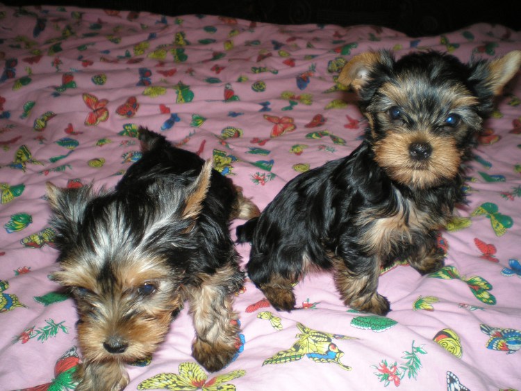 Йоркширский терьер щенок на белом фоне