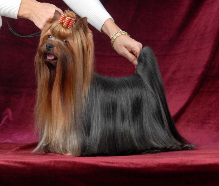 Королевский Йоркширский терьер