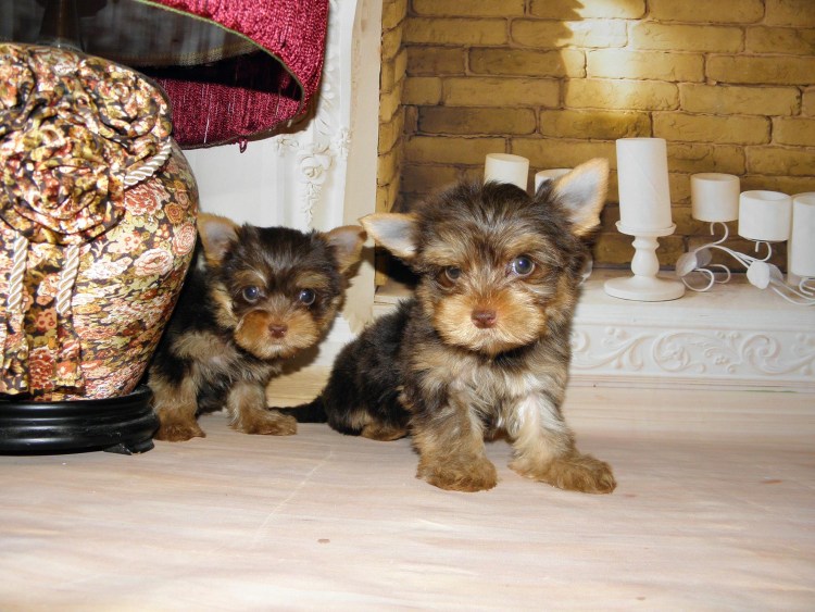 Йоркширский терьер серый