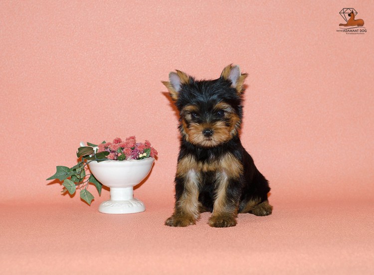 Йоркширский терьер Соломон