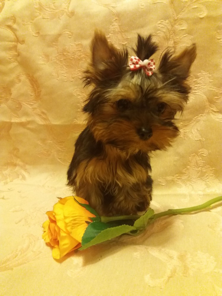 Мини супер Йорк терьер умный