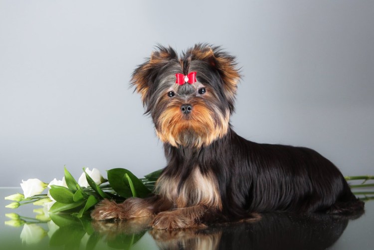 Терьер Йоркширский Малошерстный