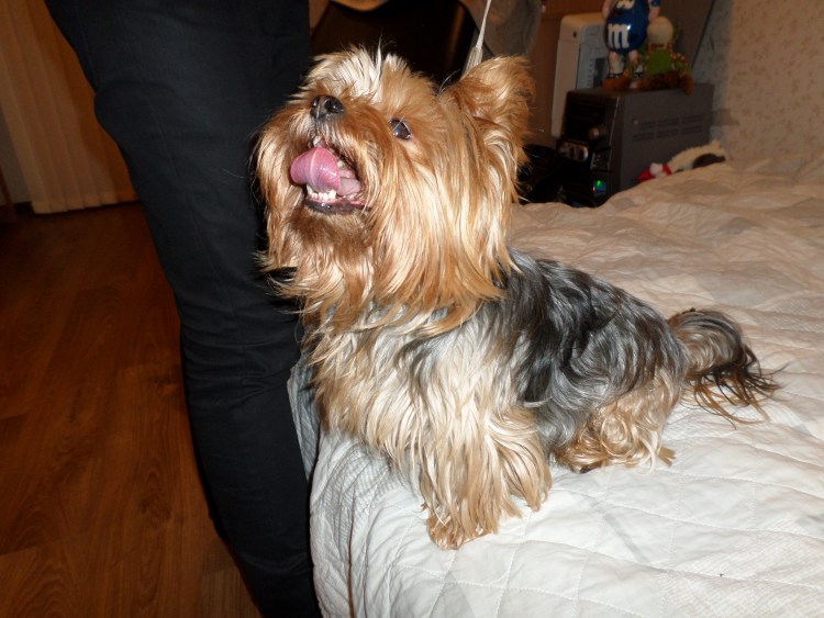 Eric Bernard Йоркширский терьер